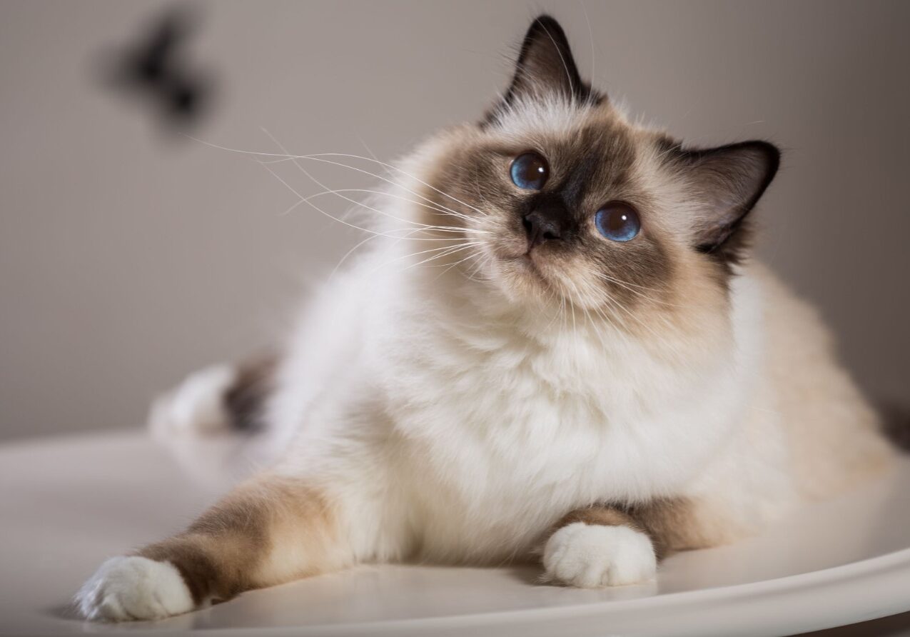 cat 3 cat 3