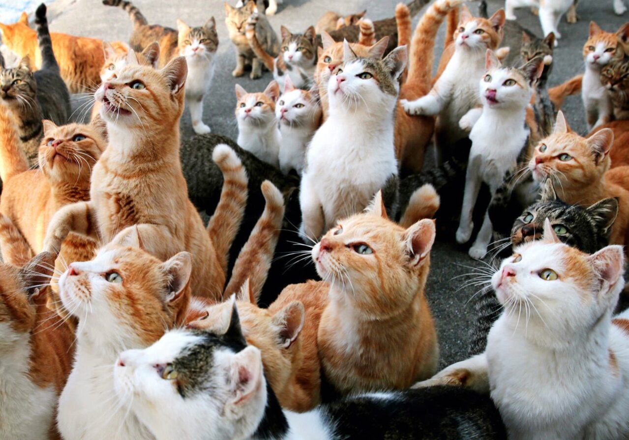 cat 4 cat 4