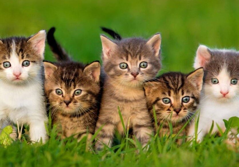 cat 5 cat 5