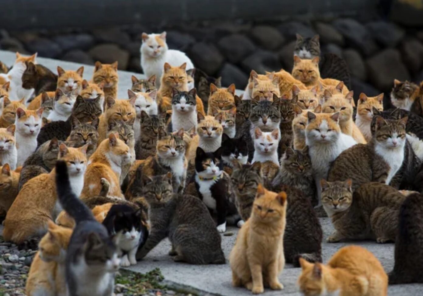 cat 6 cat 6