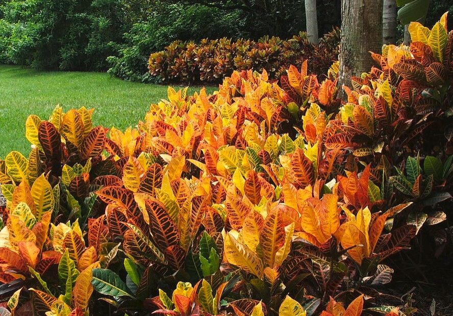 croton field croton field