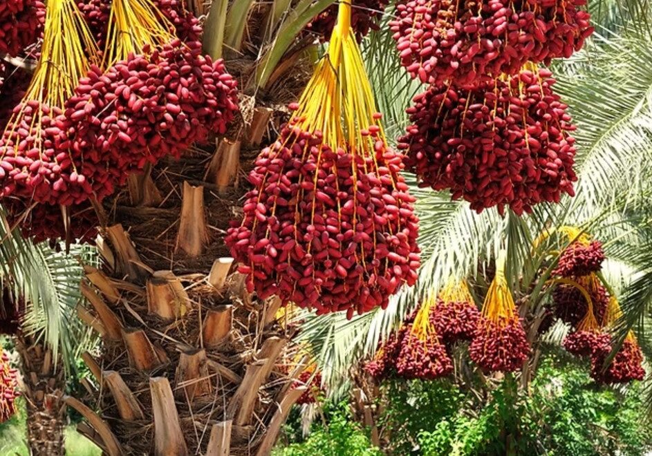 date palm tree 2 date palm tree 2