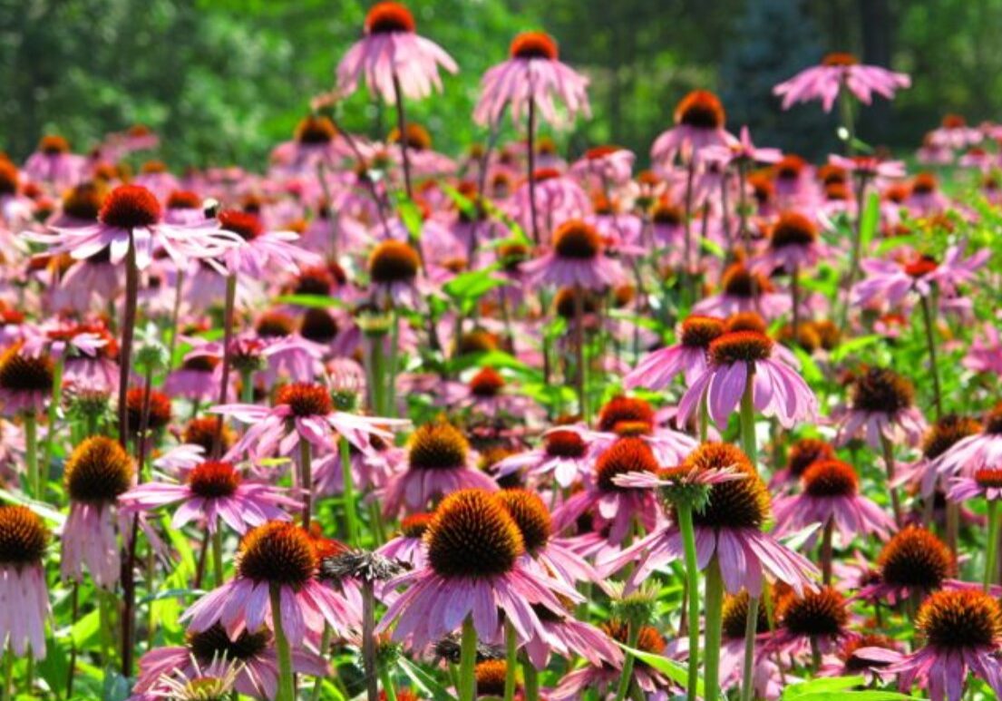 echinacea 1