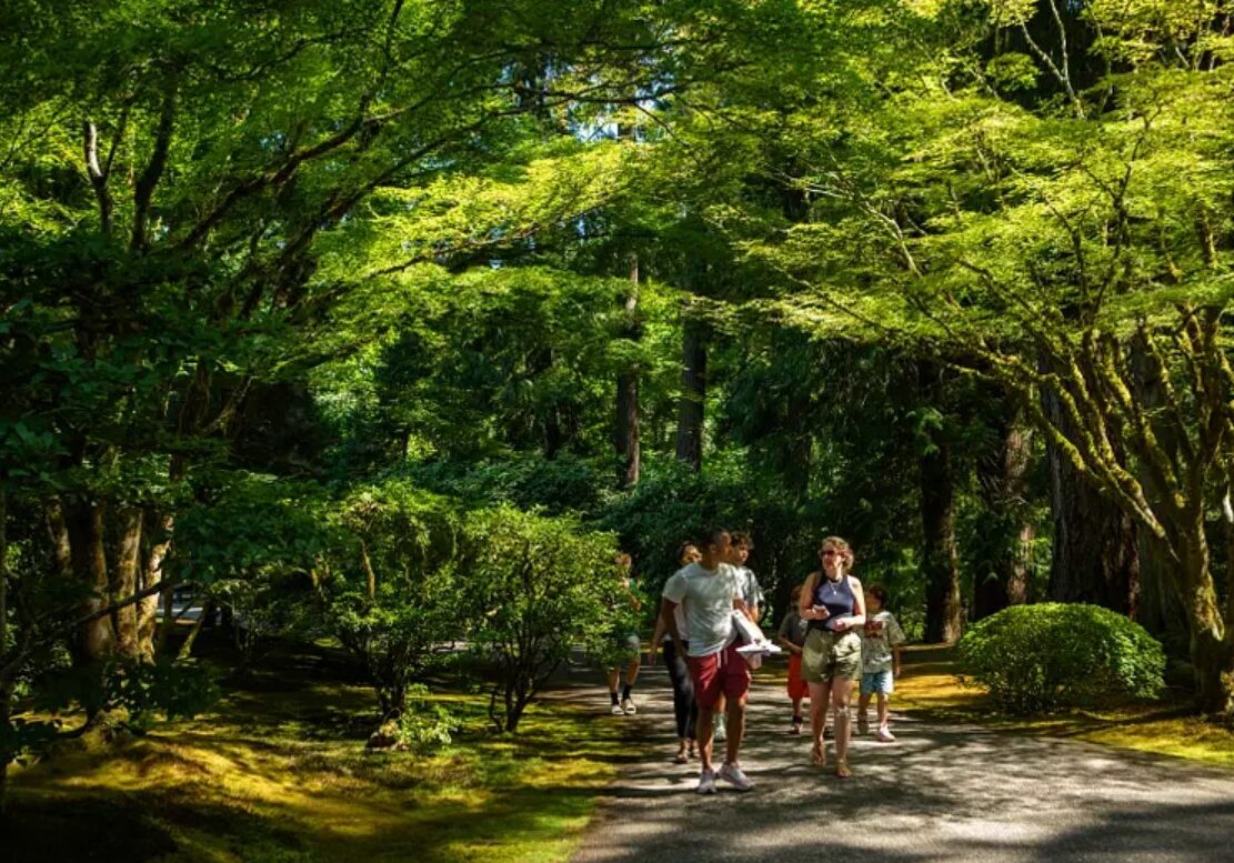 forest bathing 1.1 forest bathing 1.1