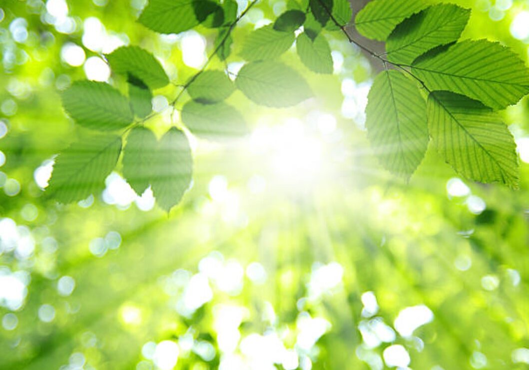 forest bathing 10 forest bathing 10