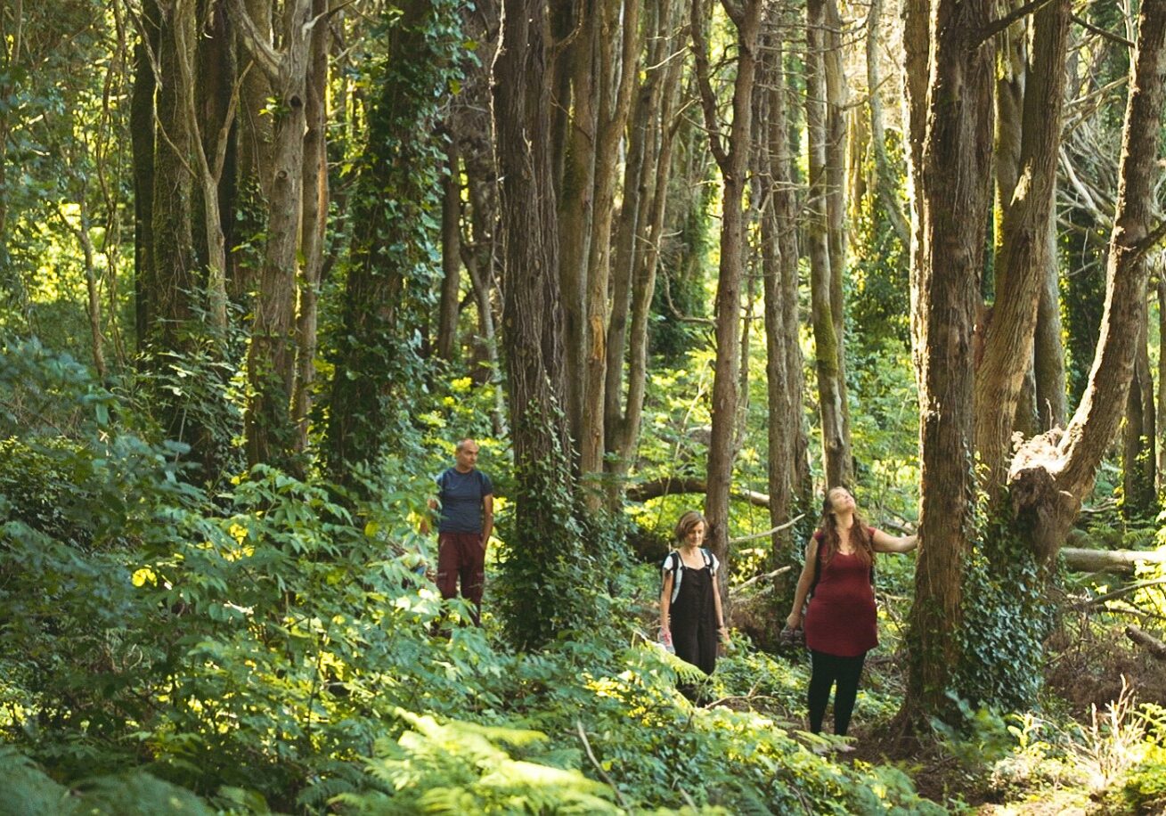 forest bathing 14 forest bathing 14