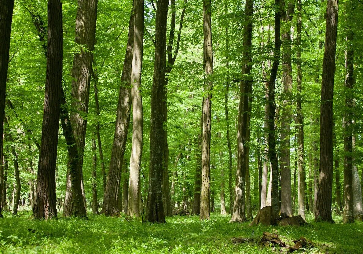 forest bathing 2 forest bathing 2