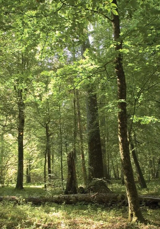 forest bathing 3 forest bathing 3