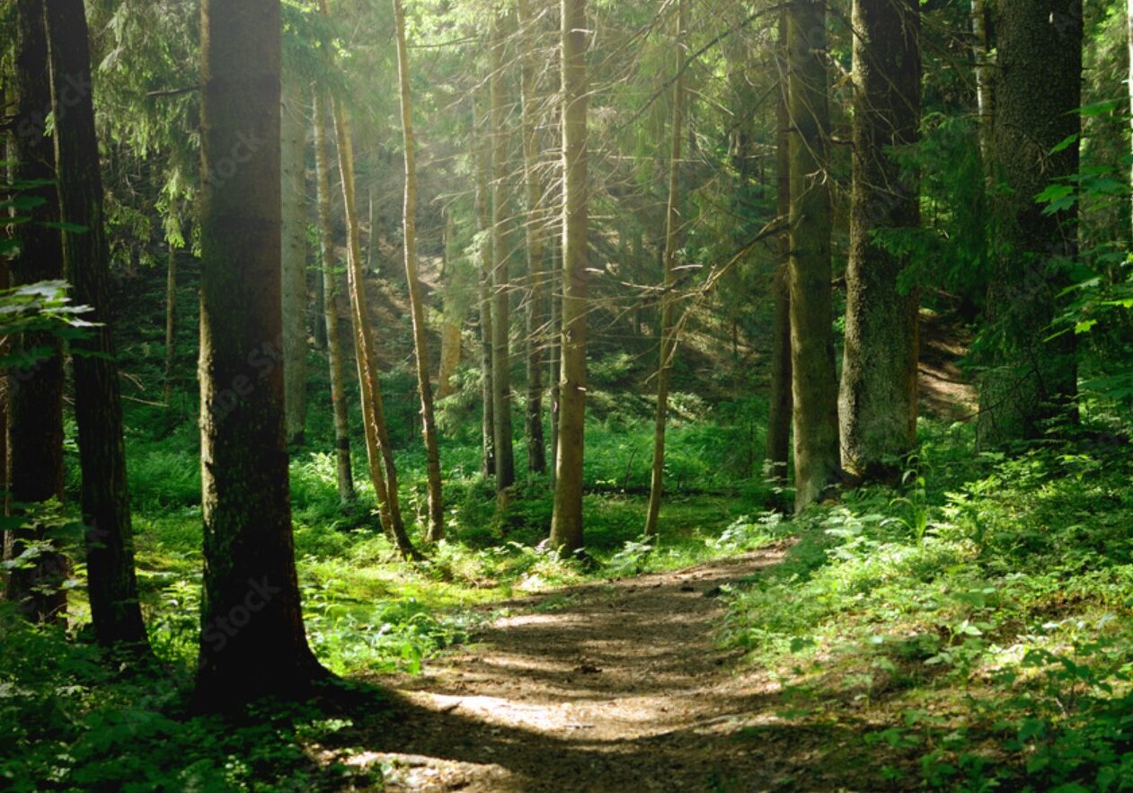 forest bathing 4 forest bathing 4