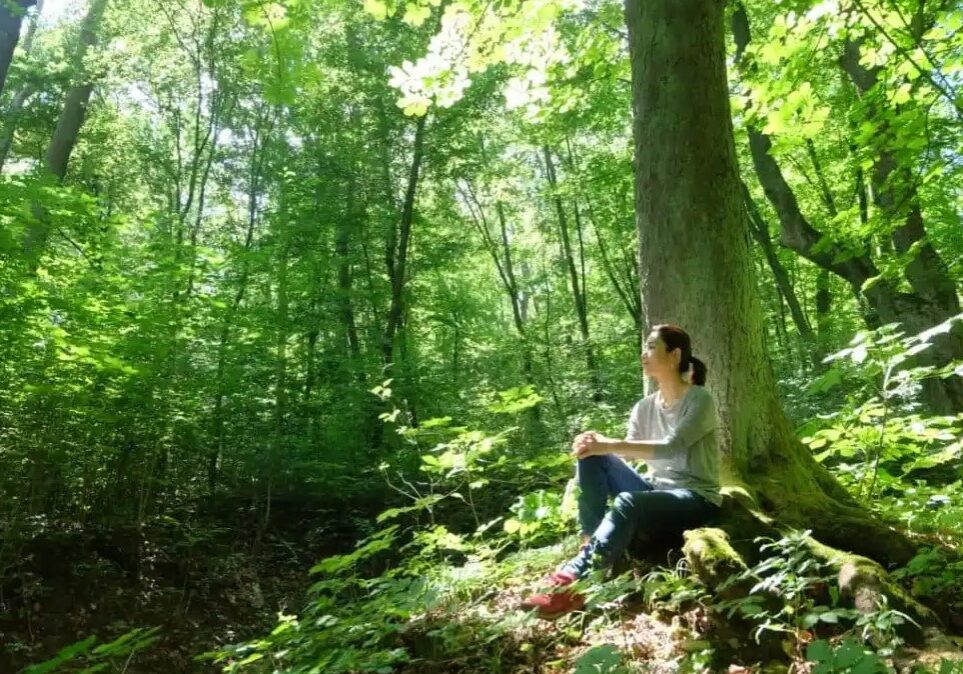 forest bathing forest bathing