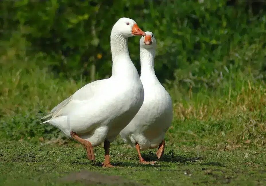 goose 10 goose 10