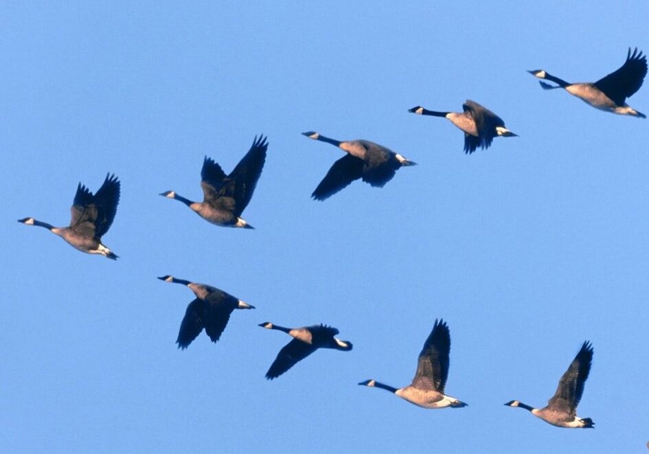 goose 2 goose 2