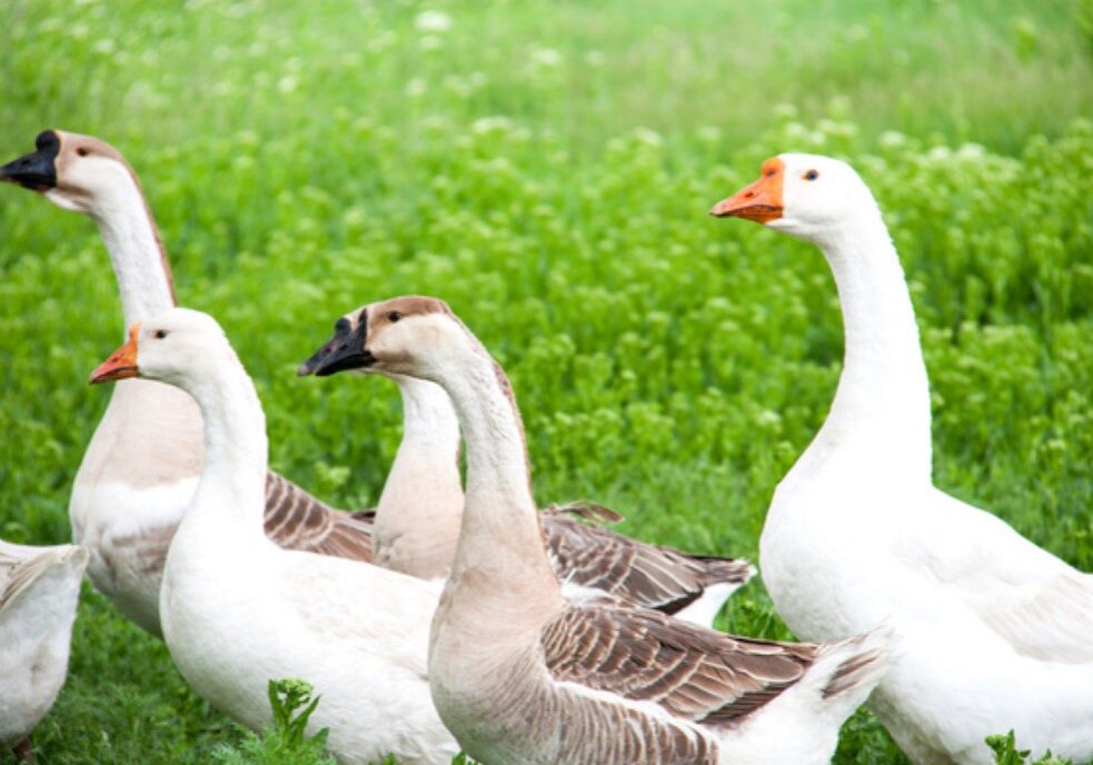 goose 6 goose 6