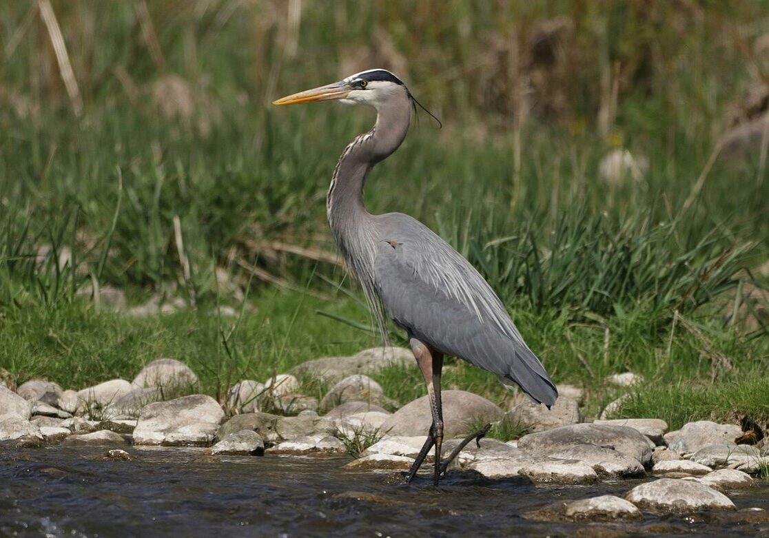 great blue heron 1