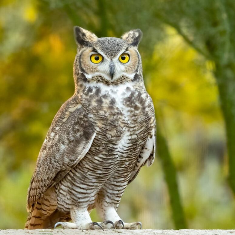 great horned owl 1