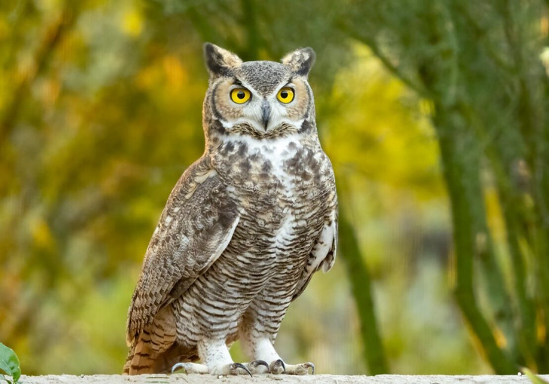 great horned owl 1