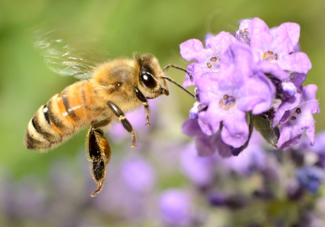 honey bee 1 honey bee 1