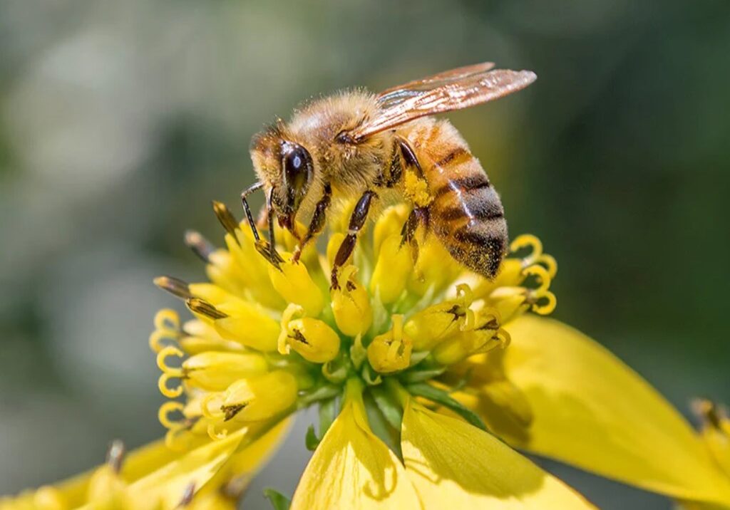 honey bee 11 honey bee 11