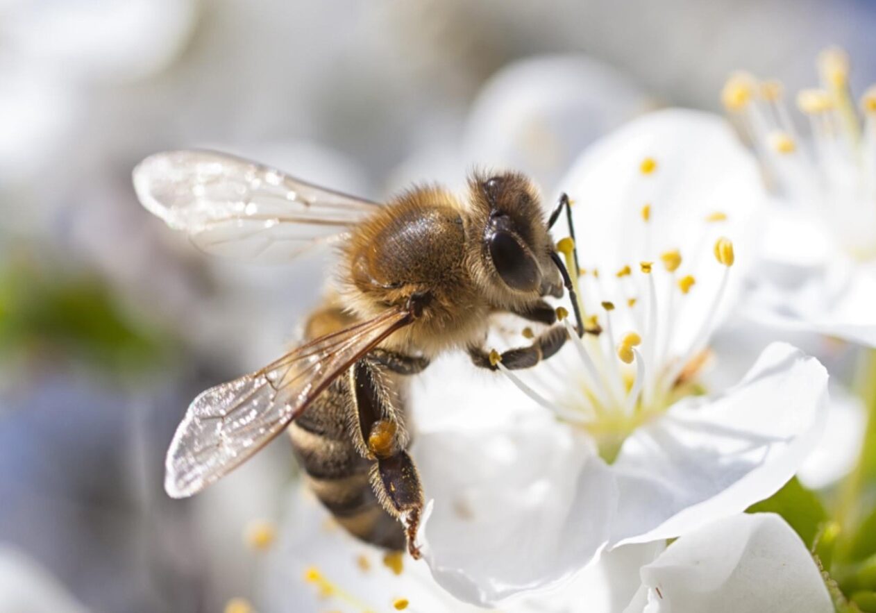honey bee 12 honey bee 12