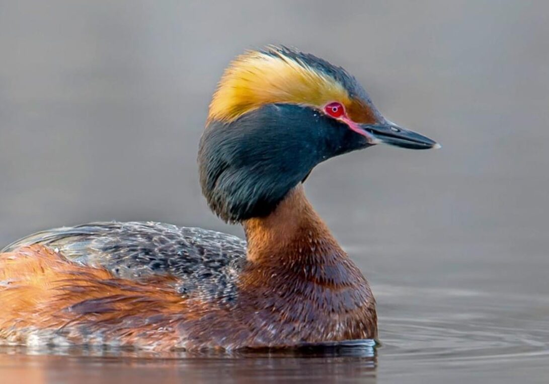 horned grebe