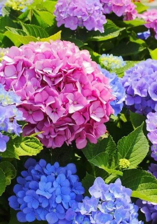 hydrangea 2