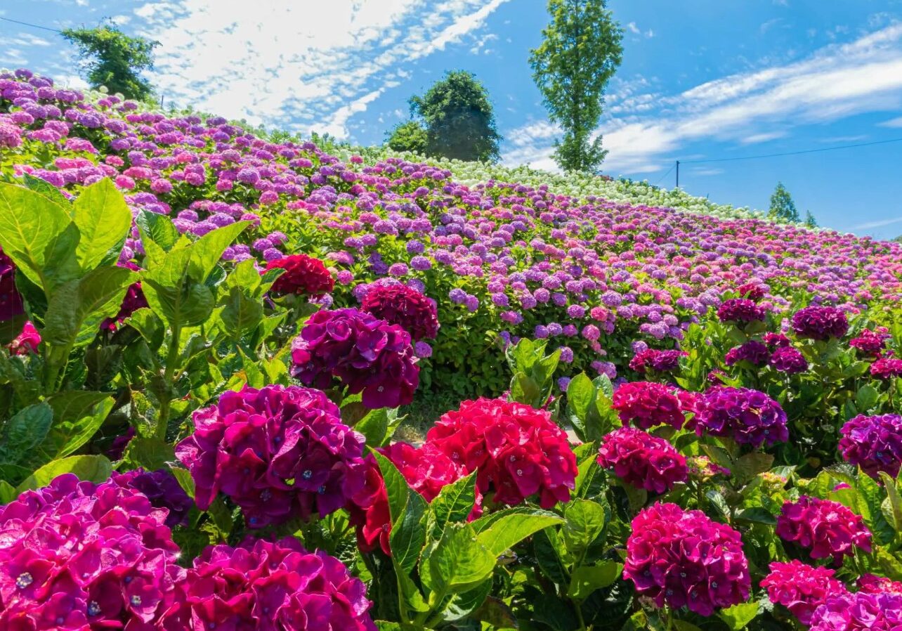 hydrangea 7