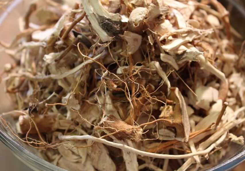 hydrangea root