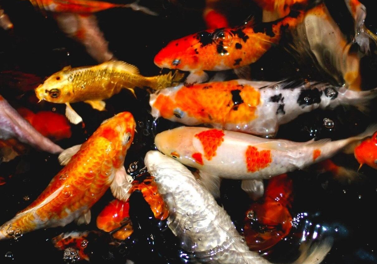 koi 1 koi 1