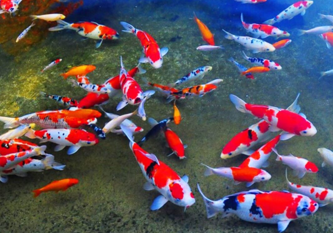 koi 11 koi 11