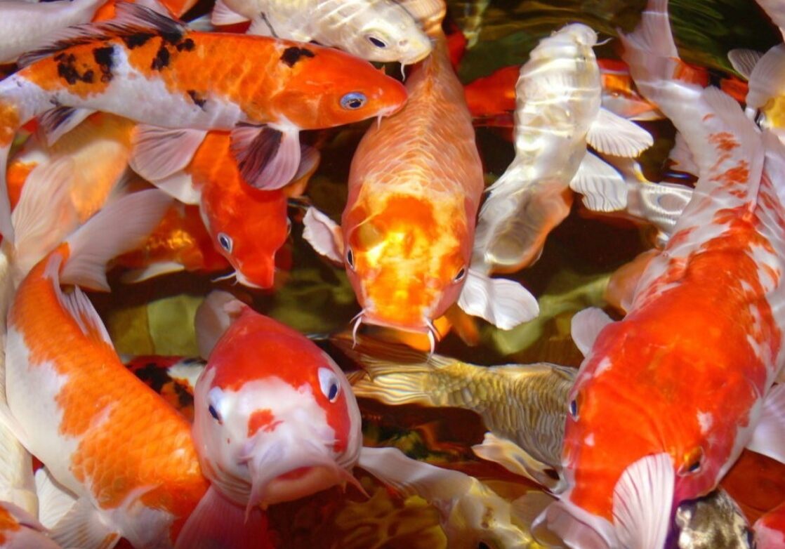 koi 2 koi 2