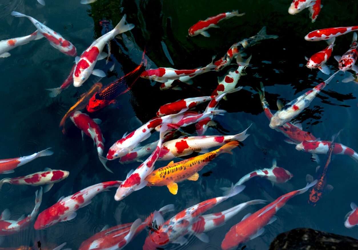 koi 3 koi 3