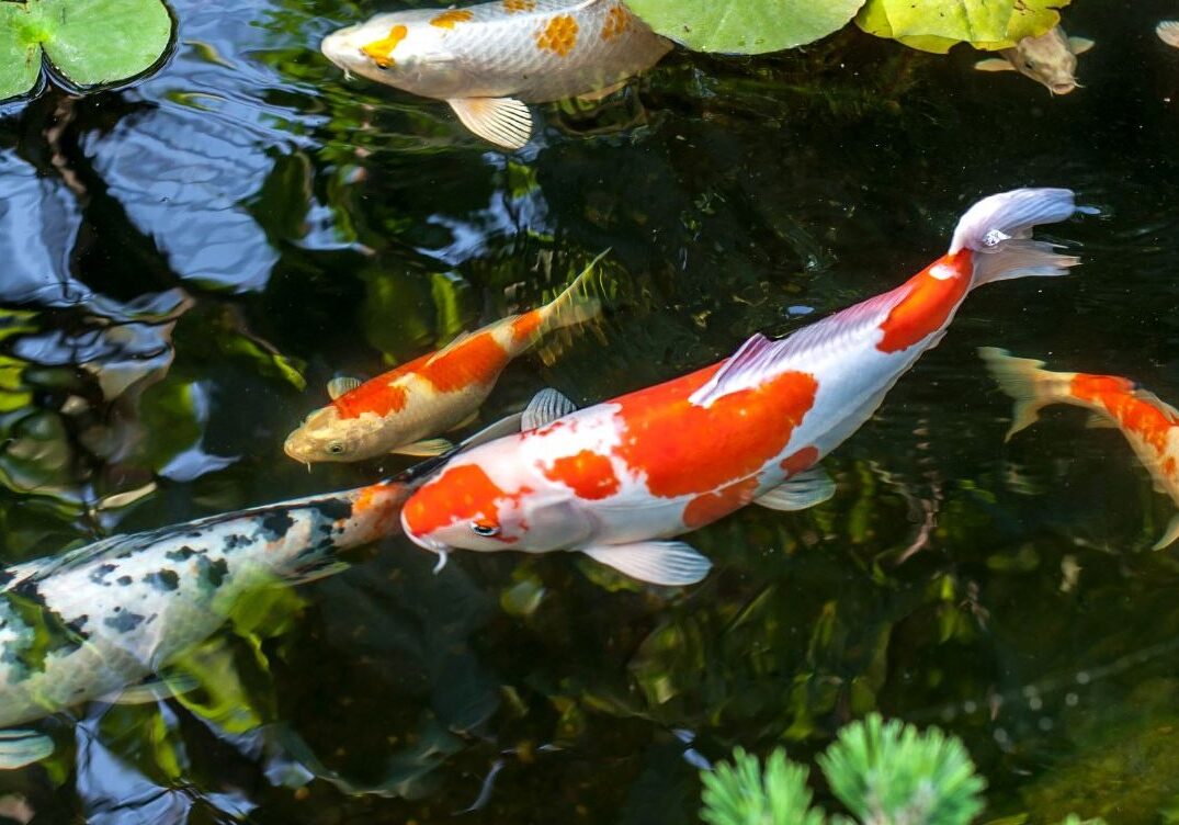 koi 6 koi 6