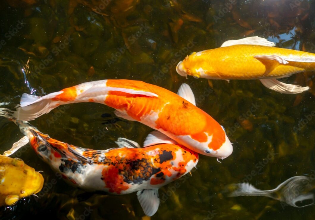 koi 7 koi 7