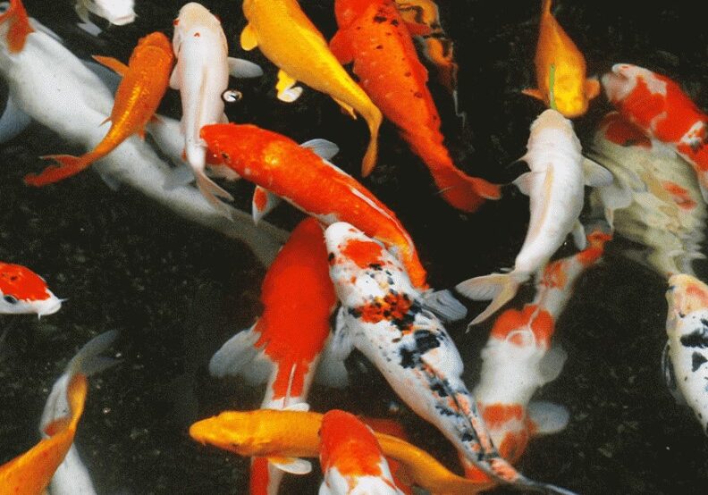 koi 8 koi 8