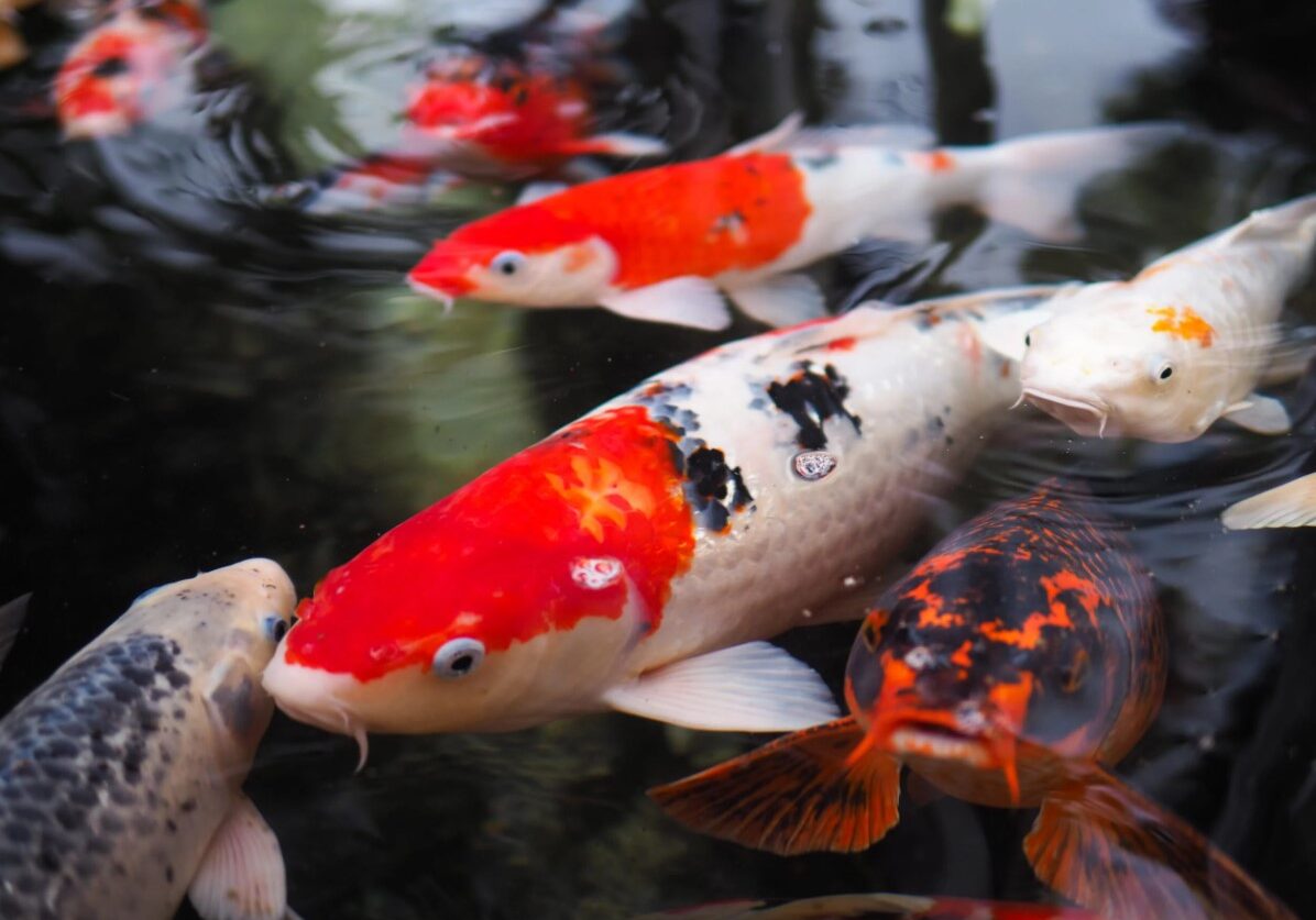 koi 9 koi 9
