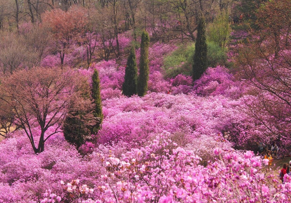 korean azalea festival korean azalea festival