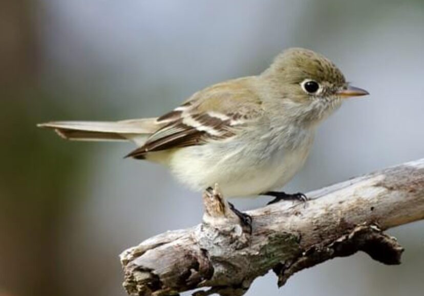 least flycatcher