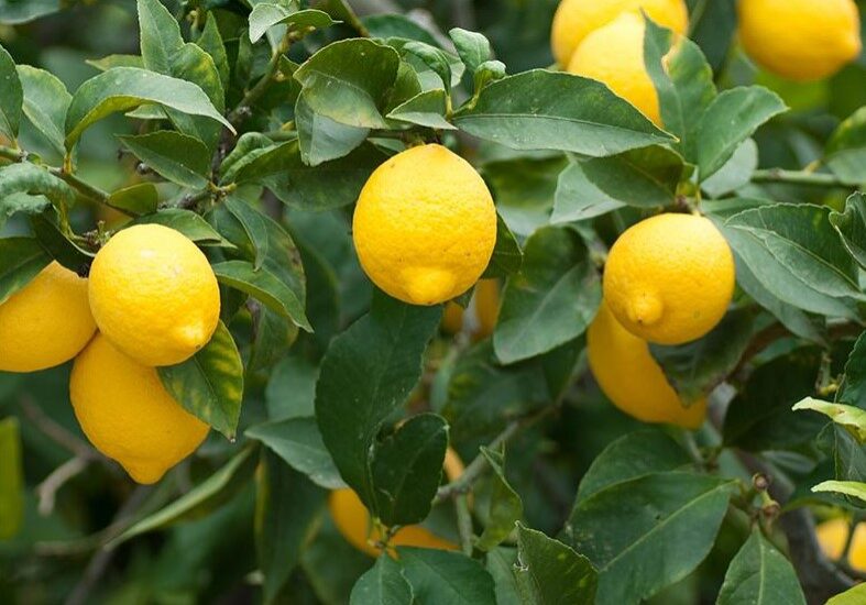 lemon tree 1 lemon tree 1