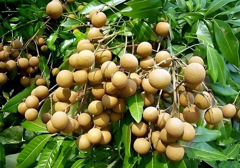 longan tree longan tree