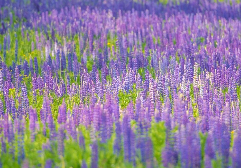 lupine 1 lupine 1