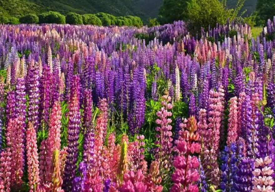 lupinus polyphyllus