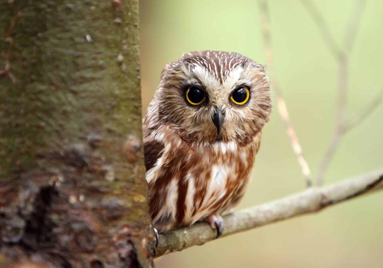 northern saw-whet owl