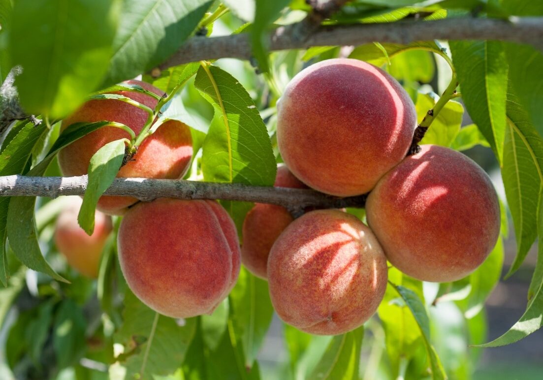 peach tree 3 peach tree 3