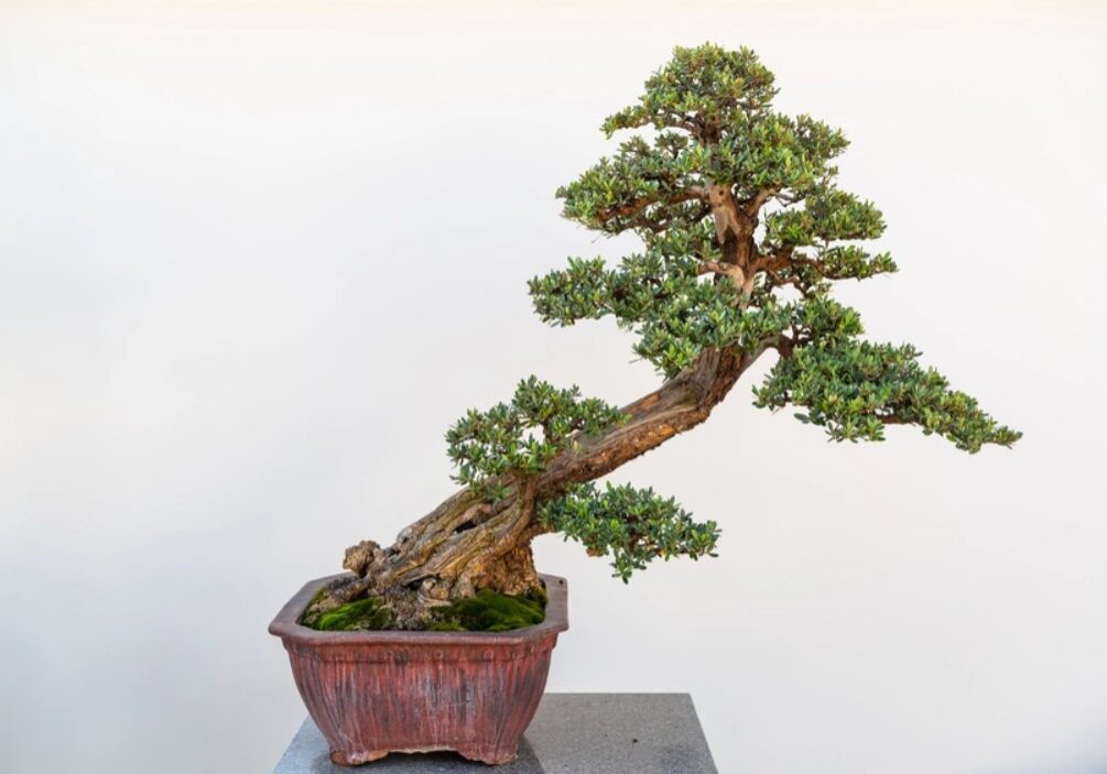 penjing 3 penjing 3