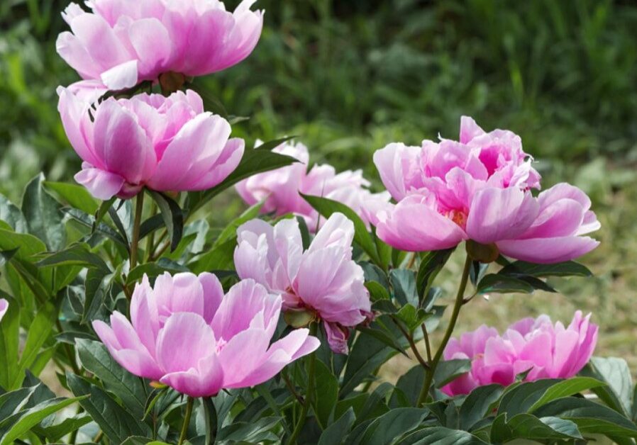 peony 9