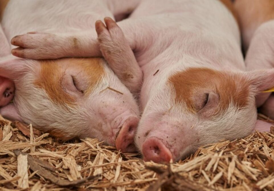 pig 2