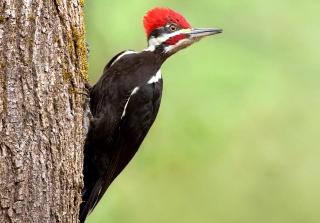 pileated woodpecker