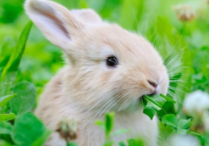 rabbit 1 rabbit 1