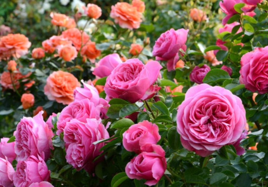 rose 0
