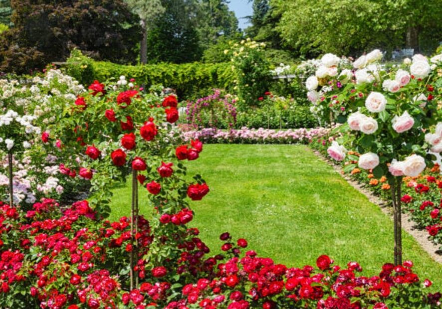 rose 6 rose 6